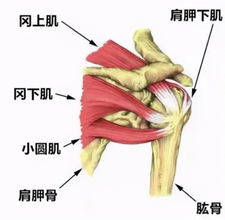 肩肱节律:肩外展(或前屈)时,盂肱关节,肩胸关节样结构间会出现自然